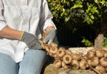 La Abuela Carmen reinventa el trenzado ancestral con su ajo negro
