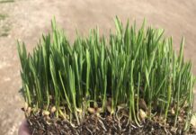 BioPalacín Planet alerta sobre la importancia del relevo generacional en el campo