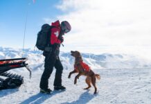 Nulo aterriza en España junto a IskayPet para revolucionar la nutrición premium para mascotas